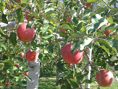 松本市 金井農園 リンゴ